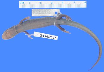 Media type: image; Herpetology A-30602